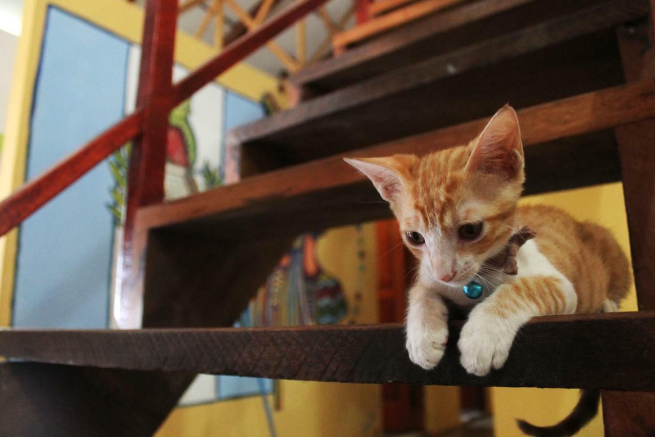 Ciao Cacao Hostel & Vegan Cafe Флорес Экстерьер фото